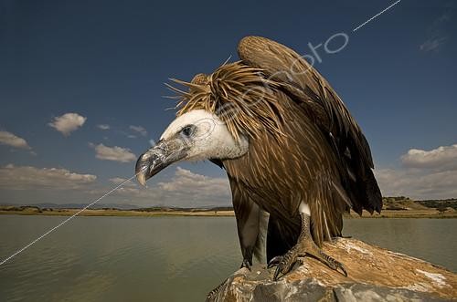 Biosphoto | 2148334 | Vautour fauve (Gyps fulvus) jeune vautour sur carcasse, Hoya de Huesca, Espagne | &copy; Jorge Ruiz del Olmo / Biosphoto