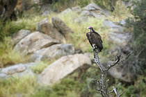 Biosphoto | 2609280 | Vautour oricou (Torgos tracheliotos) debout sur un arbre mort avec un paysage de rochers dans le parc national du Grand Kruger, Afrique du Sud. | &copy; Patrice Correia / Biosphoto