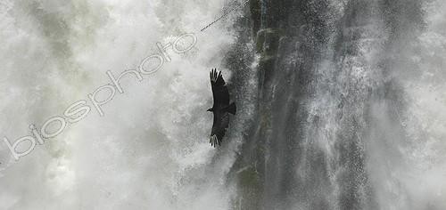 Biosphoto | 91862 | Vautour survolant les chutes d'Iguaçu Argentine | &copy; Visual and Written / Visual and Written - Photo Collection / Biosphoto