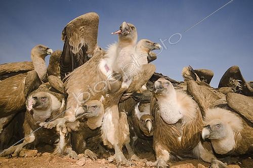 Biosphoto | 2148373 | Vautours fauves (Gyps fulvus) mangeant, Huesca, Espagne | &copy; Jorge Ruiz del Olmo / Biosphoto
