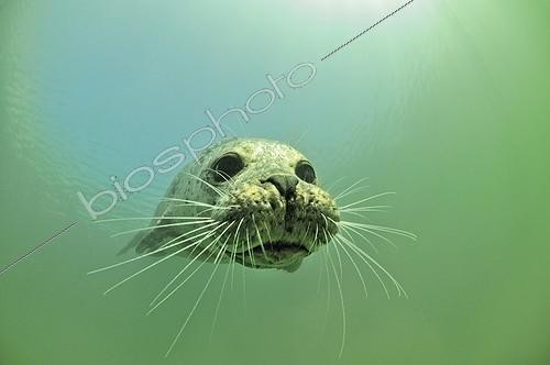 Biosphoto | 979860 | Veau marin - Mer Baltique, Rostock, Allemagne | &copy; Wolfgang Poelzer / WaterFrame / Biosphoto