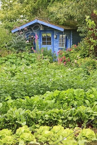Biosphoto | 1001674 | Vegetable Garden and Blue Hut Le Jardin des Lianes ; Le jardin des lianes | &copy; Hervé Lenain / Biosphoto