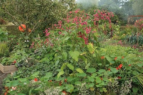 Biosphoto | 754030 | Vegetable garden in The Garden of Marie-Ange in Croisette ; Pear tree 'Conférence' | &copy; Hervé Lenain / Biosphoto
