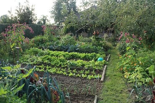 Biosphoto | 754031 | Vegetable garden in The Garden of Marie-Ange in Croisette ; Pear tree 'Conférence' | &copy; Hervé Lenain / Biosphoto