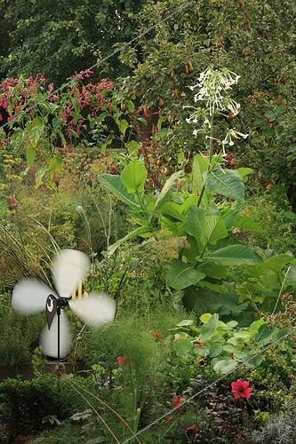 Biosphoto | 754036 | Vegetable garden in The Garden of Marie-Ange in Croisette ; Aeolian of garden | &copy; Hervé Lenain / Biosphoto
