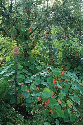 Biosphoto | 754039 | Vegetable garden in The Garden of Marie-Ange in Croisette ; Pear tree 'Durondeau' | &copy; Hervé Lenain / Biosphoto