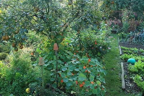 Biosphoto | 754040 | Vegetable garden in The Garden of Marie-Ange in Croisette ; Pear tree 'Durondeau' | &copy; Hervé Lenain / Biosphoto