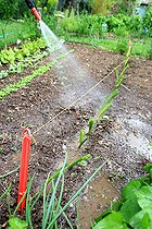 Biosphoto | 2455920 | Vegetable garden onion (Allium cepa) transplanting, step 4 | &copy; Lamontagne / Biosphoto