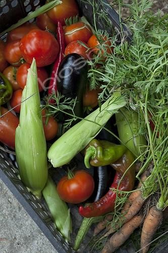 Biosphoto | 1200675 | Vegetable Gardens crate workers Aygalades Marseille | &copy; Philippe Giraud / Biosphoto