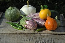 Biosphoto | 2073140 | Vegetables from the garden: Potimarron (Cucurbita maxima), round zucchini and yellow zucchini (Cucurbita pepo), Scallop squash (Cucurbita pepo), Eggplant (Solanum melongena), Green Hot pepper (Capsicum annuum) | &copy; Catherine Fruhinsholz / Biosphoto