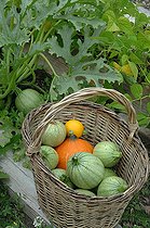 Biosphoto | 2073154 | Vegetables from the garden: Potimarron (Cucurbita maxima), round zucchini and yellow zucchini (Cucurbita pepo) in a basket | &copy; Catherine Fruhinsholz / Biosphoto