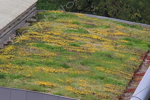 Biosphoto | 2098781 | Vegetalized roof, France | &copy; Jean-François Noblet / Biosphoto