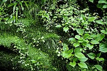 Biosphoto | 1233434 | Vegetation on a rock in a very wet garden | &copy; Claude Thouvenin / Biosphoto