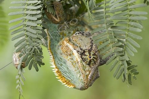 Biosphoto | 1133462 | Veiled chameleon on a branch Yemen | &copy; Xavier Eichaker / Biosphoto