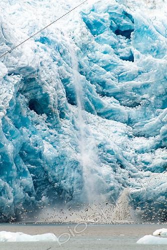 Biosphoto | 2406153 | Velâge du glacier de l'Eternité et oiseaux de mer, Groenland | &copy; Raphaël Sané / Biosphoto