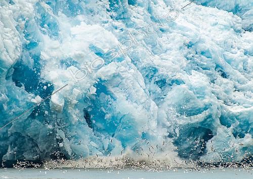 Biosphoto | 2406151 | Velvet of the Eternity Glacier and seabirds, Greenland | &copy; Raphaël Sané / Biosphoto