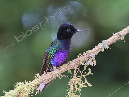Biosphoto | 2619171 | Velvet-purple coronet (Boissonneaua jardini) perched on a branch. Equatorial forest. Choco Andino. Ecuador. South of America | &copy; Brigitte Marcon / Biosphoto