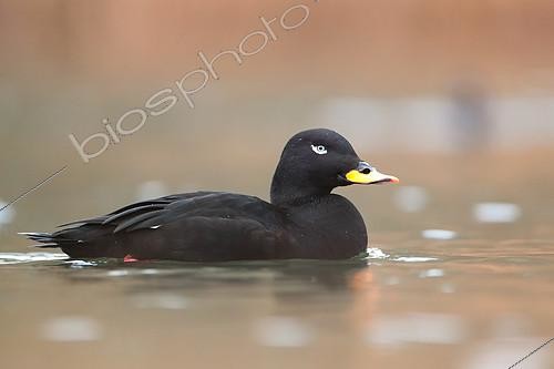 Biosphoto | 2159246 | Velvet Scoter (Melanitta fusca), male in migration, Ardennes, Belgium | &copy; Christian Cabron / Biosphoto