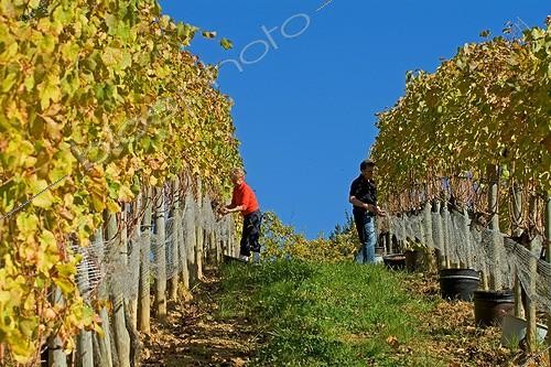 Biosphoto | 1833406 | Vendanges à la main Domaine de Souch en Jurançonnais Bearn | &copy; Régine Rosenthal / Biosphoto