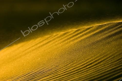 Biosphoto | 112909 | Vent de sable ; Sultanat d'Oman janvier | &copy; Pierre Huguet-Dubief / Biosphoto