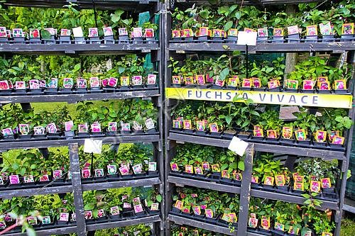 Biosphoto | 2585182 | Vente de plants de fleurs, Fuchsia vivace dans des godets, Fête des jardiniers au château du Lude, Sarthe, France | &copy; Michel Gile / Biosphoto