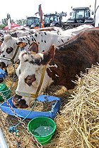 Biosphoto | 2587987 | Vente de vaches normandes dans un comice agricole, Sarthe, France | &copy; Michel Gile / Biosphoto