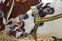 Biosphoto | 2587989 | Vente de vaches prim'holstein dans un comice agricole, Sarthe, France | &copy; Michel Gile / Biosphoto