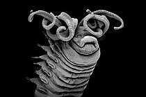 Biosphoto | 2620050 | Ver polychète (Ampharetidae sp) vivant aux abords de sources hydrothermales. Ce ver polychète utilise ses tentacules pour apporter de la nourriture à sa bouche. Méiofaune des abysses, Pourquoi pas les abysses ?, IFREMER, Microscope électronique à balayage (MEB) | &copy; Gilles Martin / IFREMER / Biosphoto