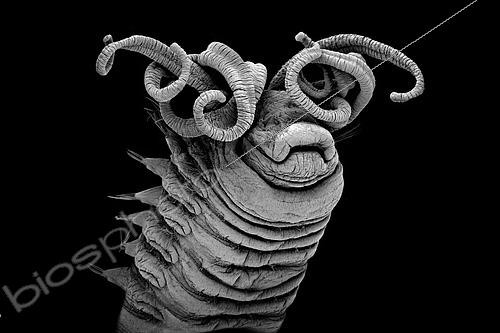 Biosphoto | 2620050 | Ver polychète (Ampharetidae sp) vivant aux abords de sources hydrothermales. Ce ver polychète utilise ses tentacules pour apporter de la nourriture à sa bouche. Méiofaune des abysses, Pourquoi pas les abysses ?, IFREMER, Microscope électronique à balayage (MEB) | &copy; Gilles Martin / IFREMER / Biosphoto