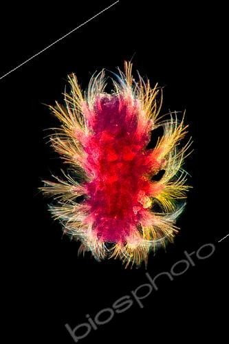 Biosphoto | 2620108 | Ver Polychète Chrysopetalidae. Vivant aux abords de sources hydrothermales. Ce ver polychète utilise ses tentacules pour apporter de la nourriture à sa bouche. La crinière de soies qui l’entoure lui sert à se déplacer et à se défendre. Méiofaune des abysses, Pourquoi pas les abysses ?, IFREMER, Microscope optique | &copy; Gilles Martin / IFREMER / Biosphoto