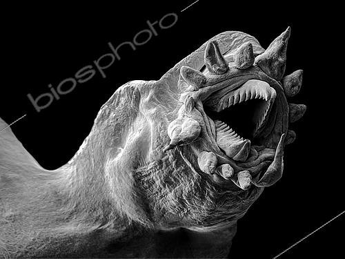 Biosphoto | 2620025 | Ver Polychète (Polynoidae sp). On voit ici un détail du proboscis, une trompe munie de dents pointue qui lui permet de saisir sa nourriture. Méiofaune des abysses, Pourquoi pas les abysses ?, IFREMER, Microscope électronique à balayage (MEB). | &copy; Gilles Martin / IFREMER / Biosphoto