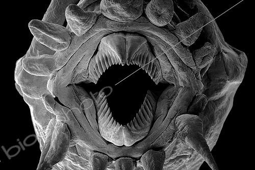Biosphoto | 2620036 | Ver Polychète (Polynoidae sp). On voit ici un détail du proboscis, une trompe munie de dents pointue qui lui permet de saisir sa nourriture. Méiofaune des abysses, Pourquoi pas les abysses ?, IFREMER, Microscope électronique à balayage (MEB). | &copy; Gilles Martin / IFREMER / Biosphoto