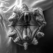Biosphoto | 2620044 | Ver Polychète (Polynoidae sp). On voit ici un détail du proboscis, une trompe munie de dents pointue qui lui permet de saisir sa nourriture. Méiofaune des abysses, Pourquoi pas les abysses ?, IFREMER, Microscope électronique à balayage (MEB). | &copy; Gilles Martin / IFREMER / Biosphoto