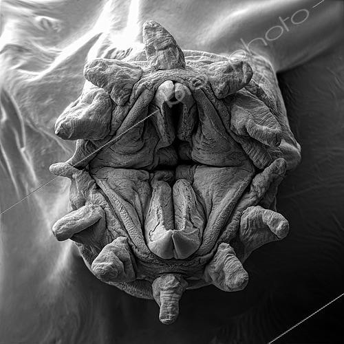 Biosphoto | 2620044 | Ver Polychète (Polynoidae sp). On voit ici un détail du proboscis, une trompe munie de dents pointue qui lui permet de saisir sa nourriture. Méiofaune des abysses, Pourquoi pas les abysses ?, IFREMER, Microscope électronique à balayage (MEB). | &copy; Gilles Martin / IFREMER / Biosphoto