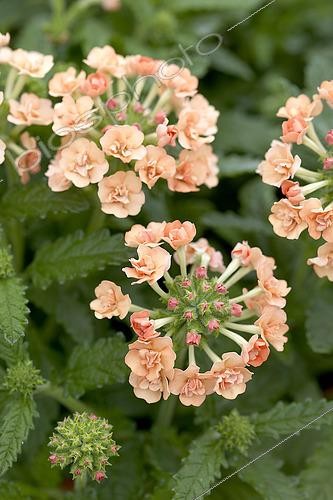 Biosphoto | 2573301 | Verbena Corsage Peach ® | &copy; VisionsPictures & Photography / Visions Pictures / Biosphoto
