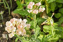 Biosphoto | 2526743 | Verbena, Verbena 'Peaches & Cream', flowers | &copy; Alain Kubacsi / Biosphoto