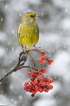 Biosphoto | 2462424 | Verdier d'Europe (Carduelis chloris) sur des baies de sorbier (Sorbus aucuparia), Parc naturel régional des Vosges du Nord, France | &copy; Michel Rauch / Biosphoto