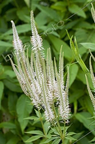 Biosphoto | 1293540 | Veronicastrum 'Album' en fleur dans un jardin | &copy; Frédéric Didillon / Biosphoto