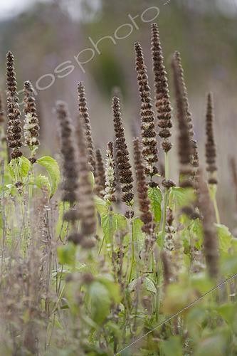 Biosphoto | 2541823 | Veronicastrum virginicum 'Diana' dans un jardin de vivaces en automne, Vlinderhof, Utrecht, Pays-Bas | &copy; Visions Pictures / Biosphoto
