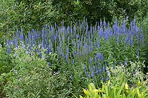 Biosphoto | 1249733 | Véroniques à longues feuilles en fleur dans un jardin | &copy; Frédéric Didillon / Biosphoto