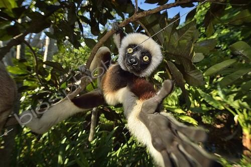 Biosphoto | 2056360 | Verreaux's sifaka moving in trees, Madagascar | &copy; Massimiliano Sticca / Biosphoto