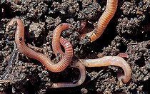 Biosphoto | 2575799 | Vers de terre dans un compost ou une terre riche. | &copy; Claudius Thiriet / Biosphoto