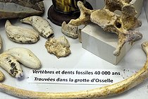 Biosphoto | 2601737 | Vertèbres et dents fossiles datant de 40 OOO ans trouvées dans la grotte d'Osselle, Roset-Fluans, Doubs,France | &copy; Denis Bringard / Biosphoto