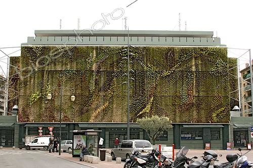 Biosphoto | 113347 | Vertical garden Avignon France ; one month after its plantation | &copy; Pierre Huguet-Dubief / Biosphoto
