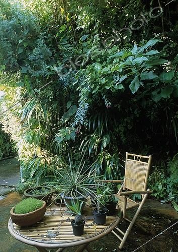 Biosphoto | 988516 | Vertical garden in Paris  France | &copy; Gilles Le Scanff & Joëlle-Caroline Mayer / Biosphoto