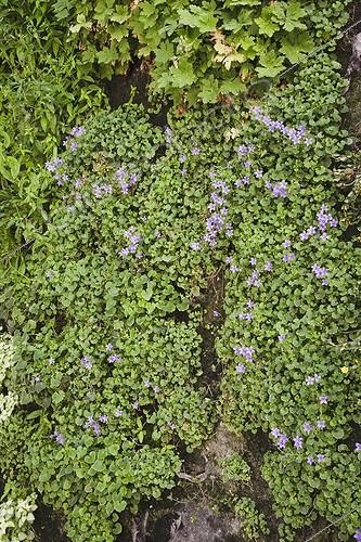 Biosphoto | 911668 | Vertical garden with bellflowers and geraniums | &copy; NouN / Biosphoto