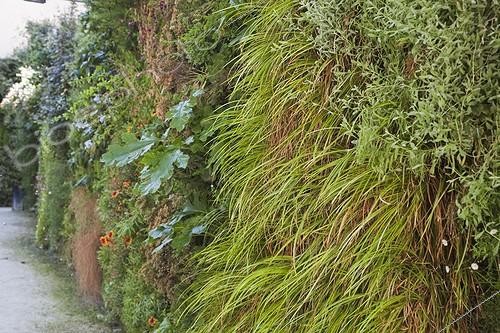 Biosphoto | 911667 | Vertical garden with hakone grass and acanthus | &copy; NouN / Biosphoto