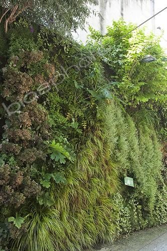 Biosphoto | 911671 | Vertical garden with sedges | &copy; NouN / Biosphoto
