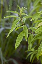 Biosphoto | 1249738 | Verveine odorante dans un jardin potager biologique | &copy; NouN / Biosphoto