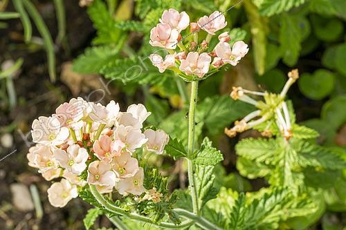 Biosphoto | 2526743 | Verveine, Verbena 'Peaches & Cream', fleurs | &copy; Alain Kubacsi / Biosphoto